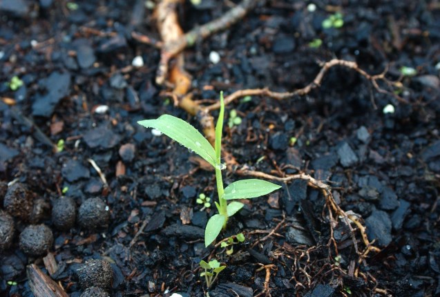 Crabgrass 1jpg